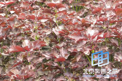 ����ֲ������