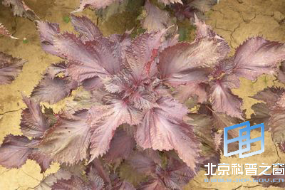 ����ֲ������