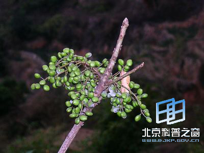 �ɹ۲��ɶ���ֲ��Ұ��