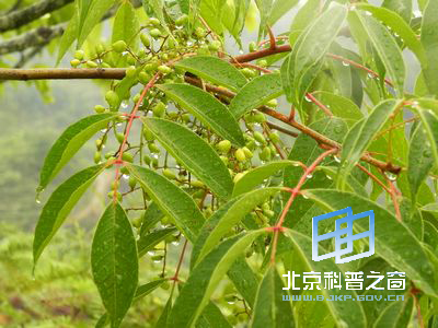 �ɹ۲��ɶ���ֲ��Ұ��