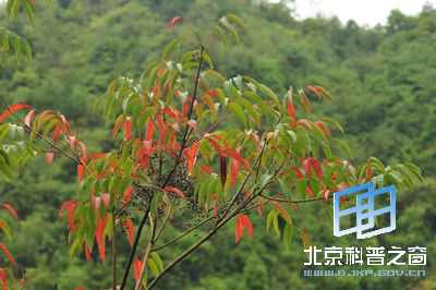 �ɹ۲��ɶ���ֲ��Ұ��