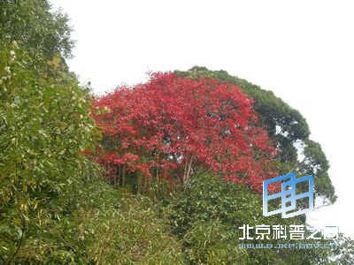 �ɹ۲��ɶ���ֲ��Ұ��