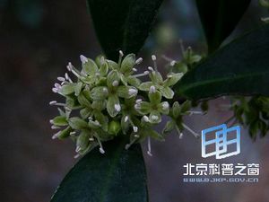 �����ӵ�����