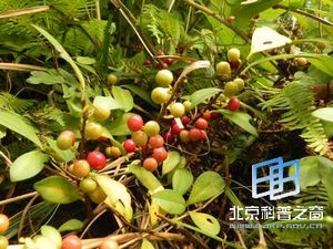 �����ӵ�����