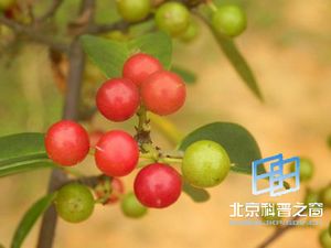 �����ӵ�����