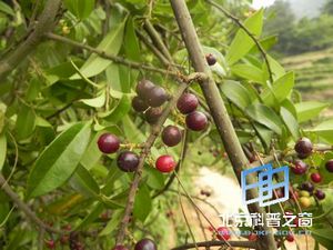 �����ӵ�����