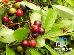 �����ӵ�����