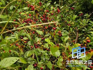 �����ӵ�����