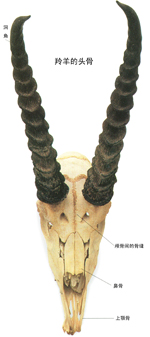 ���ж���Ľǣ�ͼ��