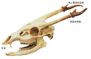 ���ж���Ľǣ�ͼ��