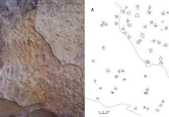 陕西神木侏罗纪地层中惊现中国较早的恐龙足迹化石
