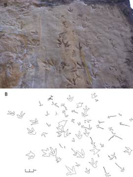 陕西神木侏罗纪地层中惊现中国较早的恐龙足迹化石