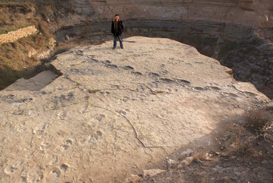 在陕西神木侏罗纪早期地层中发现了鸟臀类恐龙的足迹化石