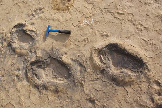 在陕西神木侏罗纪早期地层中发现了鸟臀类恐龙的足迹化石