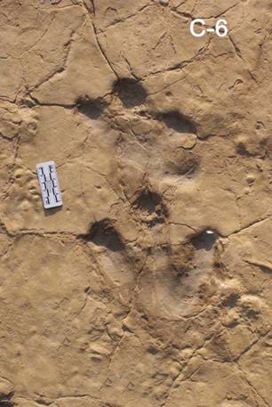 在陕西神木侏罗纪早期地层中发现了鸟臀类恐龙的足迹化石