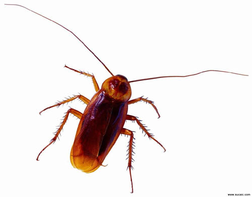 蟑螂对人类有哪些直接危害?