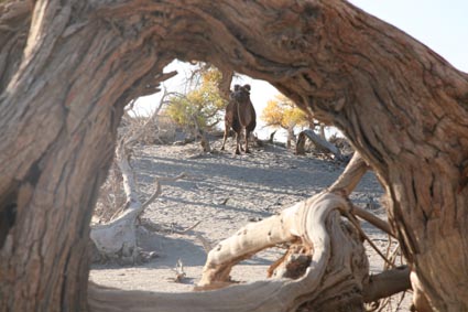 永远的额济纳,不朽的胡杨林(一)