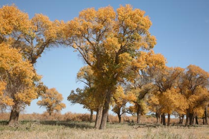 ��Զ�Ķ���ɣ�����ĺ����֣��ģ�