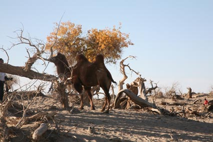 永远的额济纳,不朽的胡杨林(一)