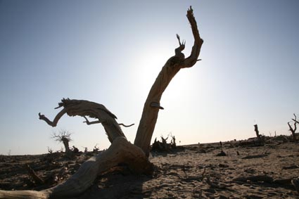 永远的额济纳,不朽的胡杨林(一)