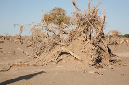 永远的额济纳,不朽的胡杨林(一)
