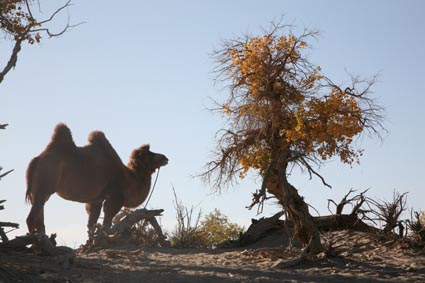 永远的额济纳,不朽的胡杨林(一)