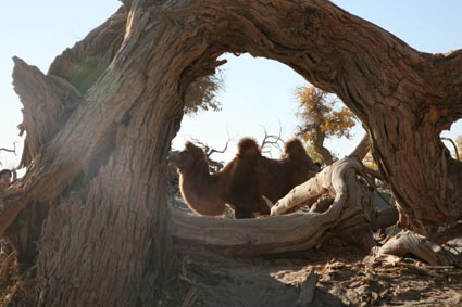 永远的额济纳,不朽的胡杨林(一)