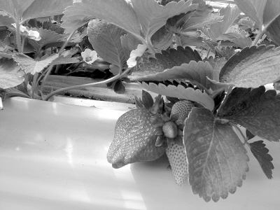 һ����С��ɽ��һ����ũҵ԰ (ͼ)