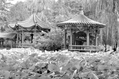 药用植物园:拙朴外表下的光芒 (图)