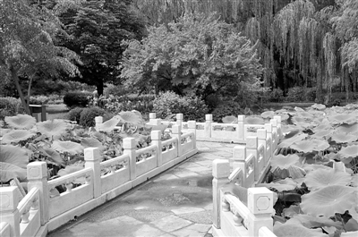 药用植物园:拙朴外表下的光芒 (图)