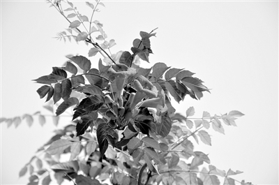 药用植物园:拙朴外表下的光芒 (图)