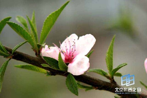 �������ͼ