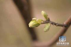 �������ͼ