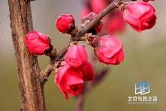 �������ͼ