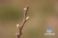 �������ͼ