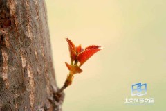 �������ͼ