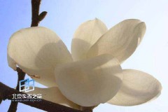 �������ͼ