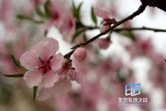 �������ͼ