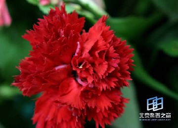 �������ͼ