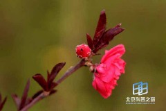 �������ͼ