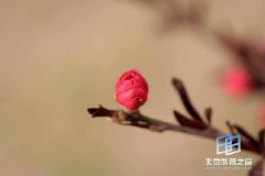 �������ͼ