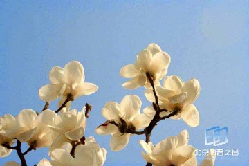 �������ͼ