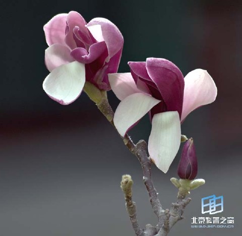 �������ͼ