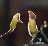 �������ͼ