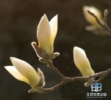 �������ͼ