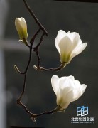 �������ͼ