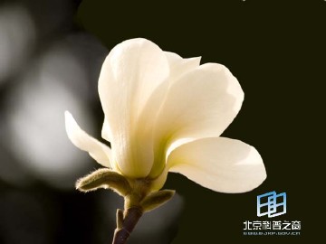 �������ͼ