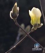 �������ͼ