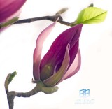 �������ͼ