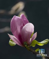 �������ͼ